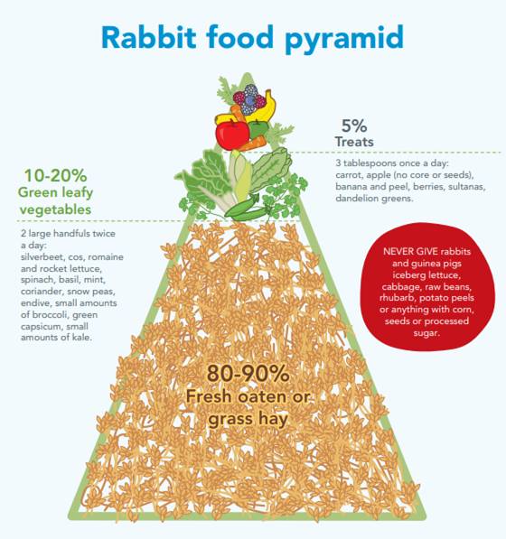 Feeding your Rabbits – Cobdogla Fodder